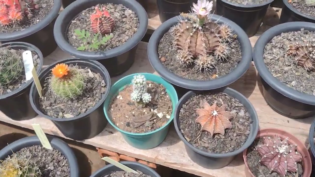 Dois desafios aceito.  1° Cactos que parecem amigos. 2° plante um 🌵 em um vaso diferente. 