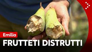 Campi di cocomeri e frutteti devastati dalla grandine. Agricoltori in ginocchio: “Perso il raccolto"