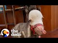 The Smallest Horse In The World Sits At... The Dinner Table? | The Dodo Little But Fierce