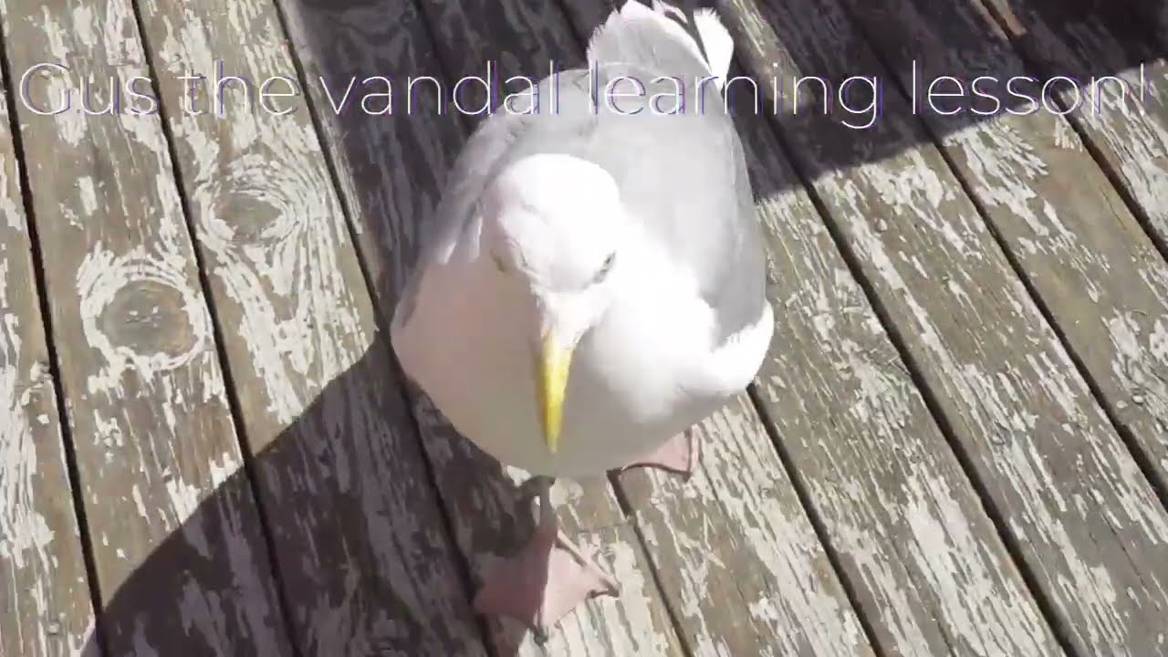 Gus the Seagull learning Body Language 😎