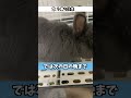 うさぎを飼う前に必ず知っておいて欲しいことートイレ編【ネザーランドドワーフのコッペ】#ネザーランドドワーフ #うさぎ #うさぎのいる暮らし #ウサギ #うさぎのいる生活 #shorts