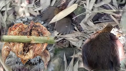 hunting เดีนป่าตํ่ไก่สุดยอดมาก dib qaib qu haib ta 2