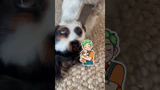 If you hate puppies, keep on scrolling now #dogshorts #cute #puppy #cavalier
