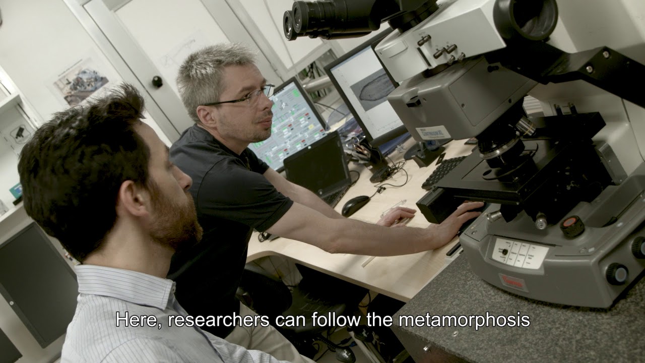 Des cheveux sous le SOLEIL