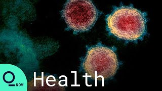 Covid Origin Report to Probe Whether Virus Came From Animals or Lab
