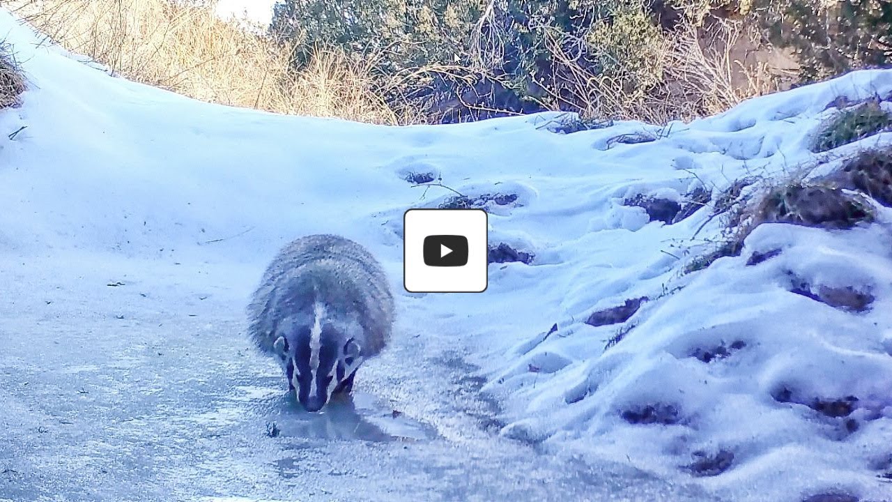 Badger's rare winter appearance, legs are too short in the snow :-)