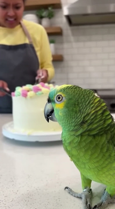 #Parrot Witnesses #Cake Collapse 😂🍰🦜 “I SAW #EVERYTHING!”