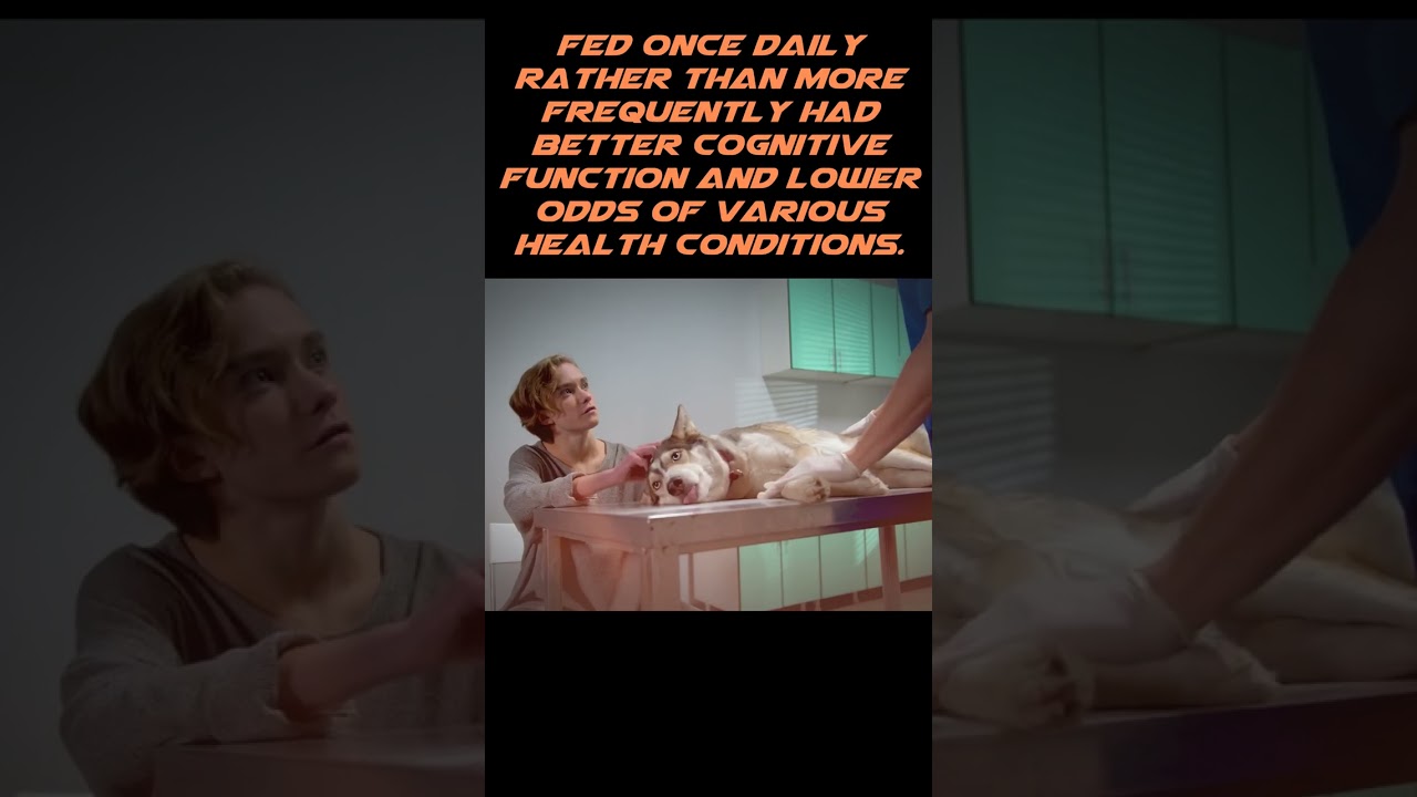 Dogs and intermittent fasting: the benefits to your pup 