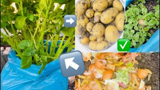 Growing potatoes in recycling bags with using kitchen waste! Money saved!