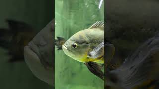 #fishtank #fishkeeping #aquariumlife #freshwateraquarium #AquaticLife