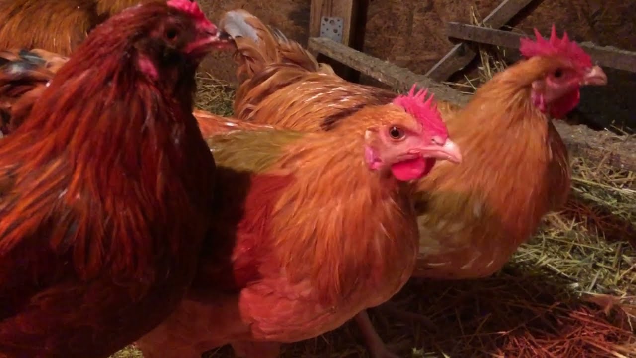 БОЛЬШАЯ ЯЙЦЕНОСКОСТЬ КУР