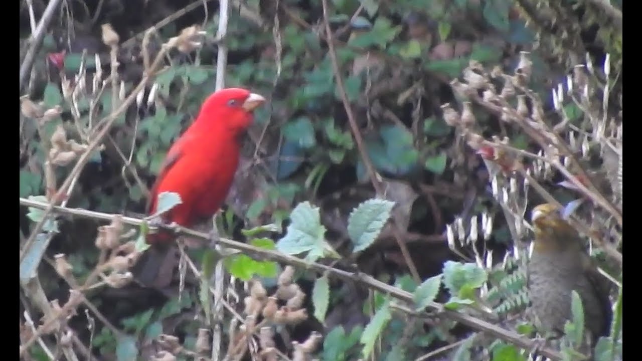 Scarlet Finch (M & F) 