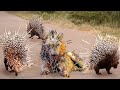 Top 10 Animals is Stupid To Attack Into Sharp Fur Of Porcupine - Lion, Leopard, Pitbull vs Porcupine