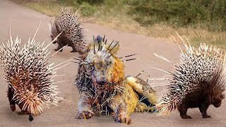 Top 10 Animals Is Stupid To Attack Into Sharp Fur Of Porcupine - Lion, Leopard, Pitbull Vs Porcupine