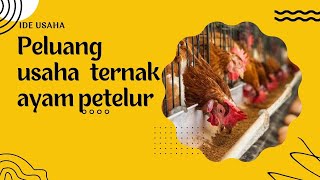 Tips memulai usaha ternak ayam petelur. 