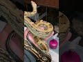 Aztec boa #amazing #snake #reptiles #animal #animals
