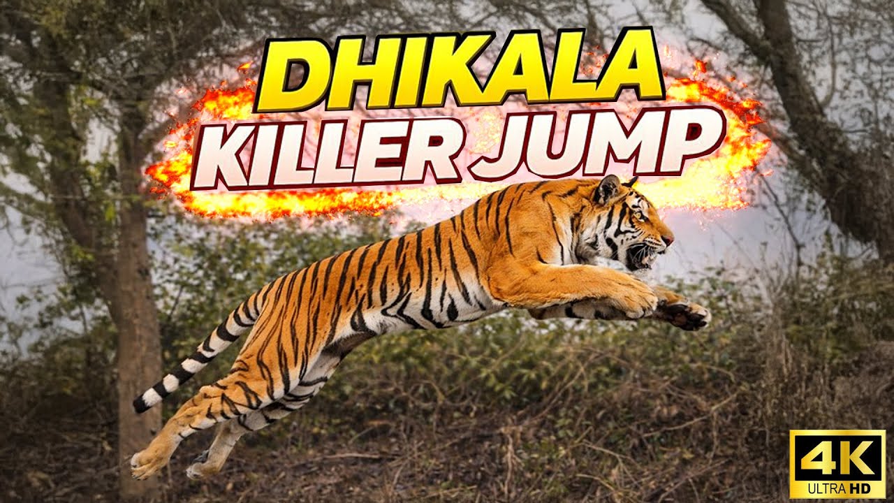 KILLER JUMP IN DHIKALA 🐅🔥