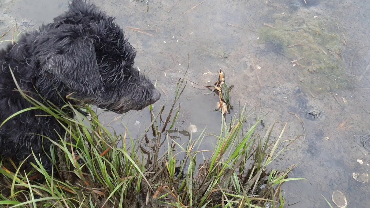 Droopy pêche  aux crabes