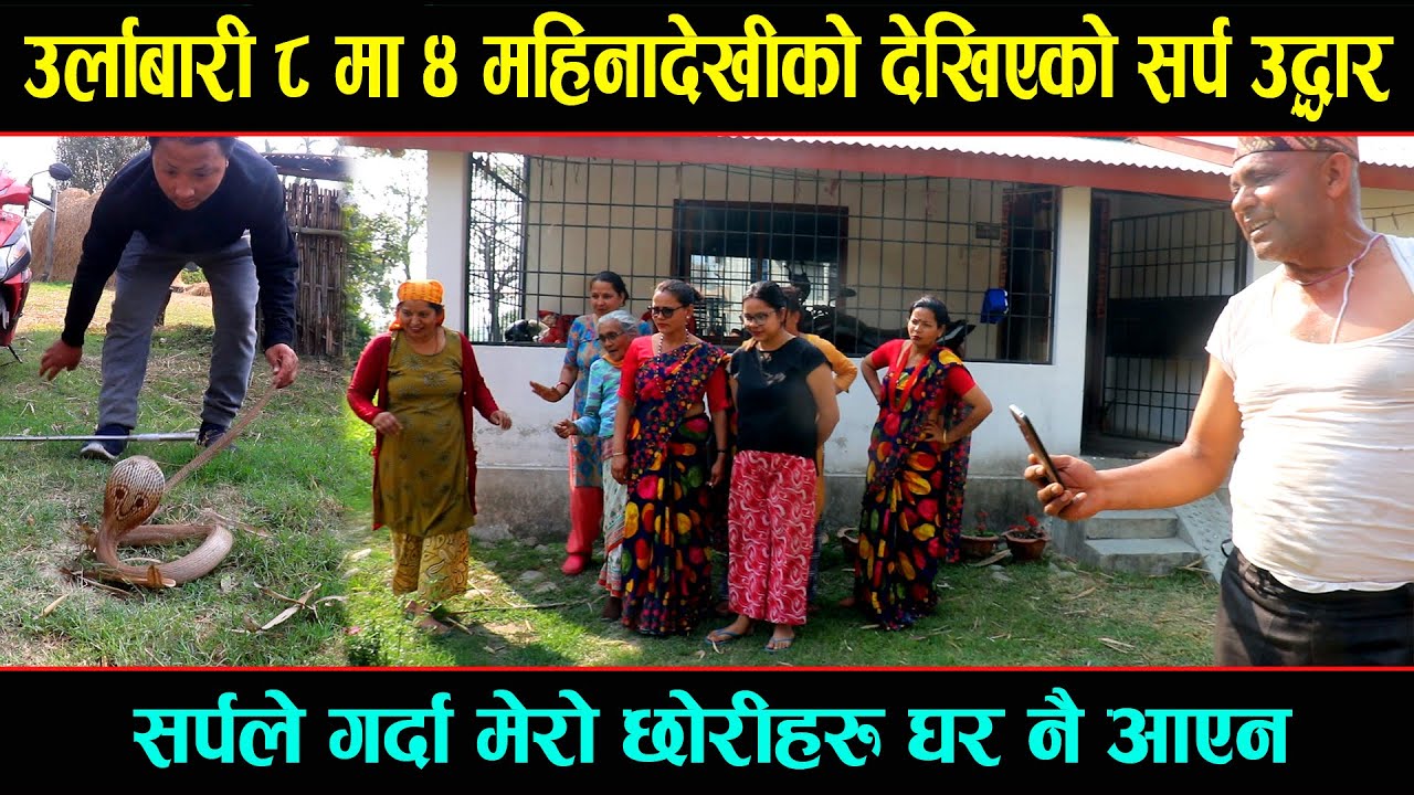 मोरङ उर्लाबारी ८ मा ४ महिनादेखी एकै ठाउँमा बसेको बिषालु सर्पको उद्धार ...