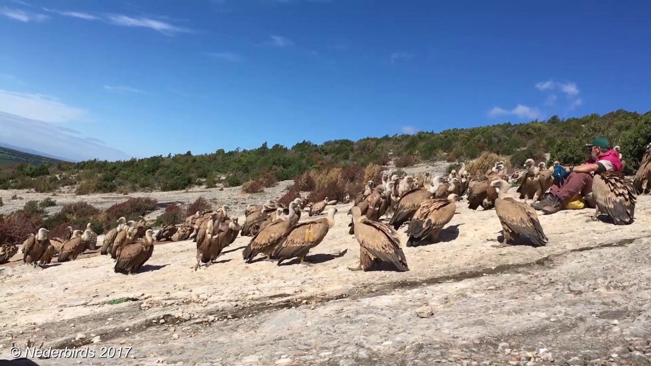 Vale Gier / Griffon Vulture / Gyps vulvus @ Santa Cilia de Panzano, Aragon SPA 13-05-2017