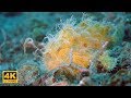 Lembeh Strait: Paradies der Mini Monster (4K DOKU 2017)