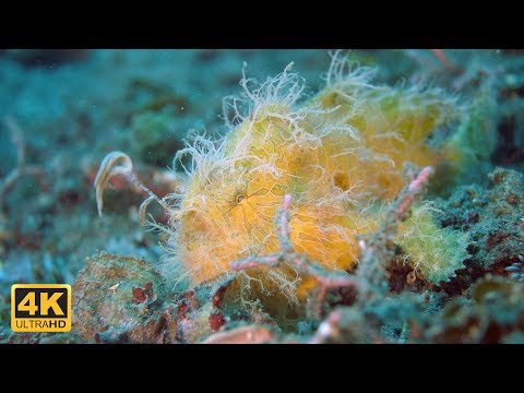 Video: Blumen, Tiere, Gesichter - Schwarz-Weiß-Kunst von Kahori Maki