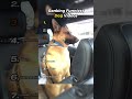 Funniest Dog Videos #funny #dog #ranking