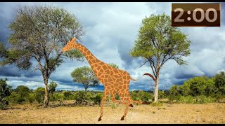 Celebrity Wild Animal Adventure: 2 Minute Countdown Timer! Profile
