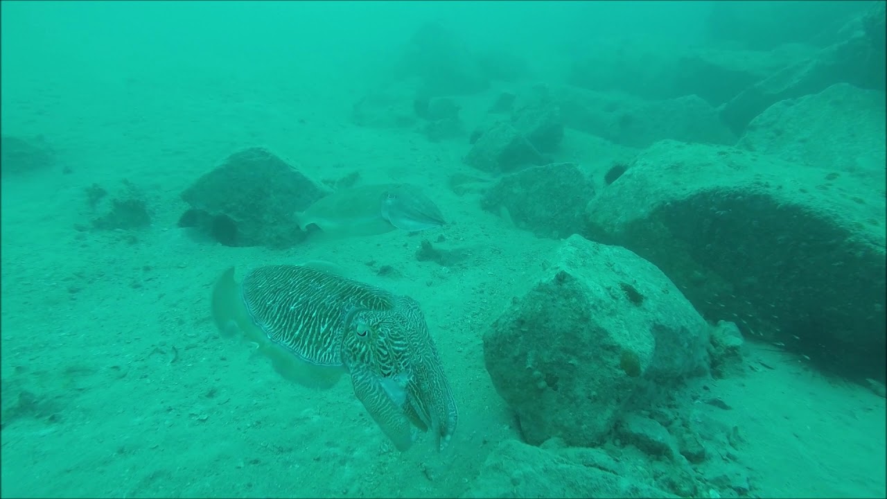 Spearfishing and Freediving in Dubai YouTube