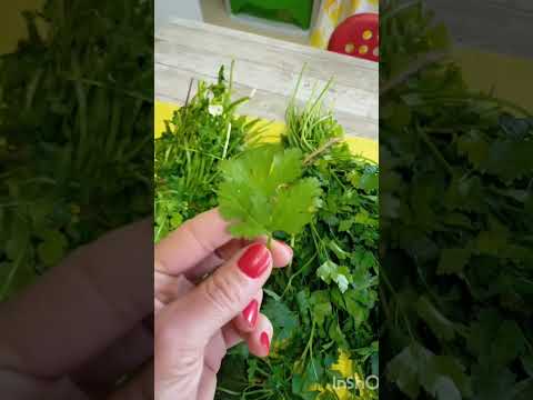 الفرق بشكل البقدونس والكزبرة