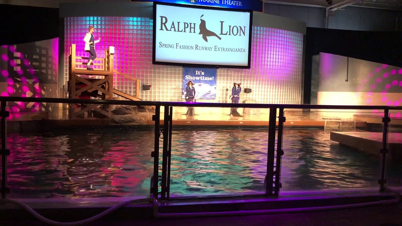 Mystic Aquarium Sea Lion Show 8/4/18 YouTube