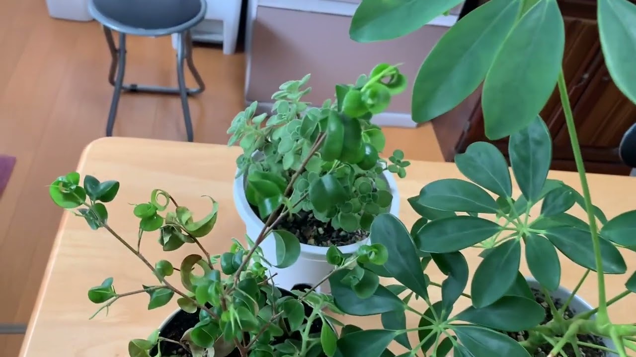 観葉植物をさし木で増やそう🪴シェフレラとベンジャミンバロックを増やしました