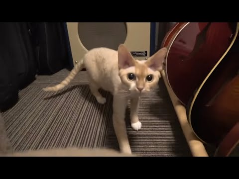 デボンレックス猫はギター部屋が好き(Devon Rex cat likes our guitar room)