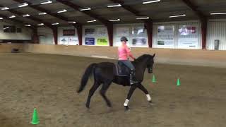 Egelunds Safie Dressyr 192-19