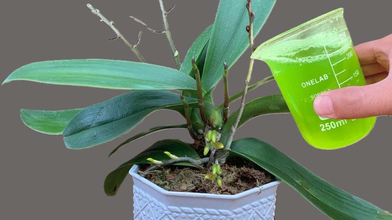 Одна чашка в месяц — и корни, и цветы цветут круглый год