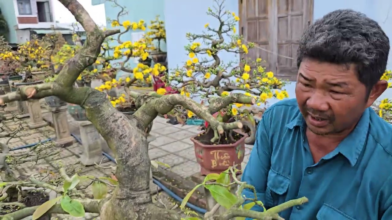 Ae tham khảo cách hạ cây tâm đại . Và ghép ngón 0935633236