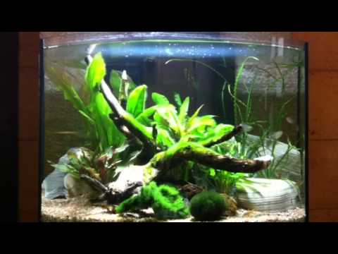 Acquario 50 litri tropicale acqua dolce Aquaproject Andria - YouTube