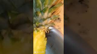 Fresh pineapple, MercyNguku The Nations Traveller 🇸🇸🇲🇾#worshipsongrewritten