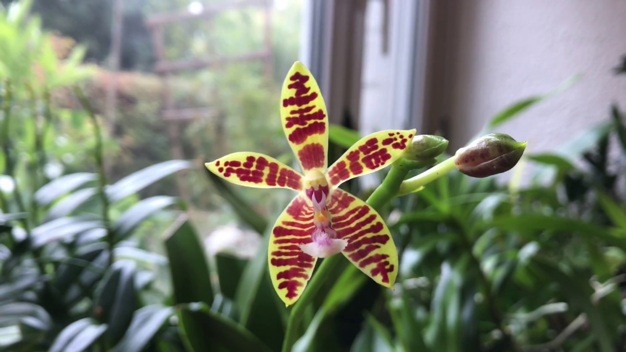 Phalaenopsis mannii × corningiana: Primärhybride in Blüte