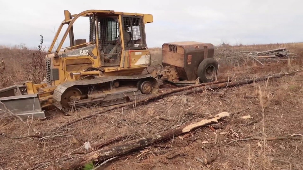 Planting pine seedlings!