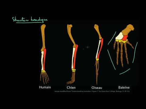 Vidéo: Comment les structures vestigiales soutiennent-elles la théorie de l'évolution ?