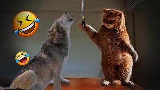 So Funny! Funniest Cats and Dogs 🙀😂 Best Funny Catss 2024 😹