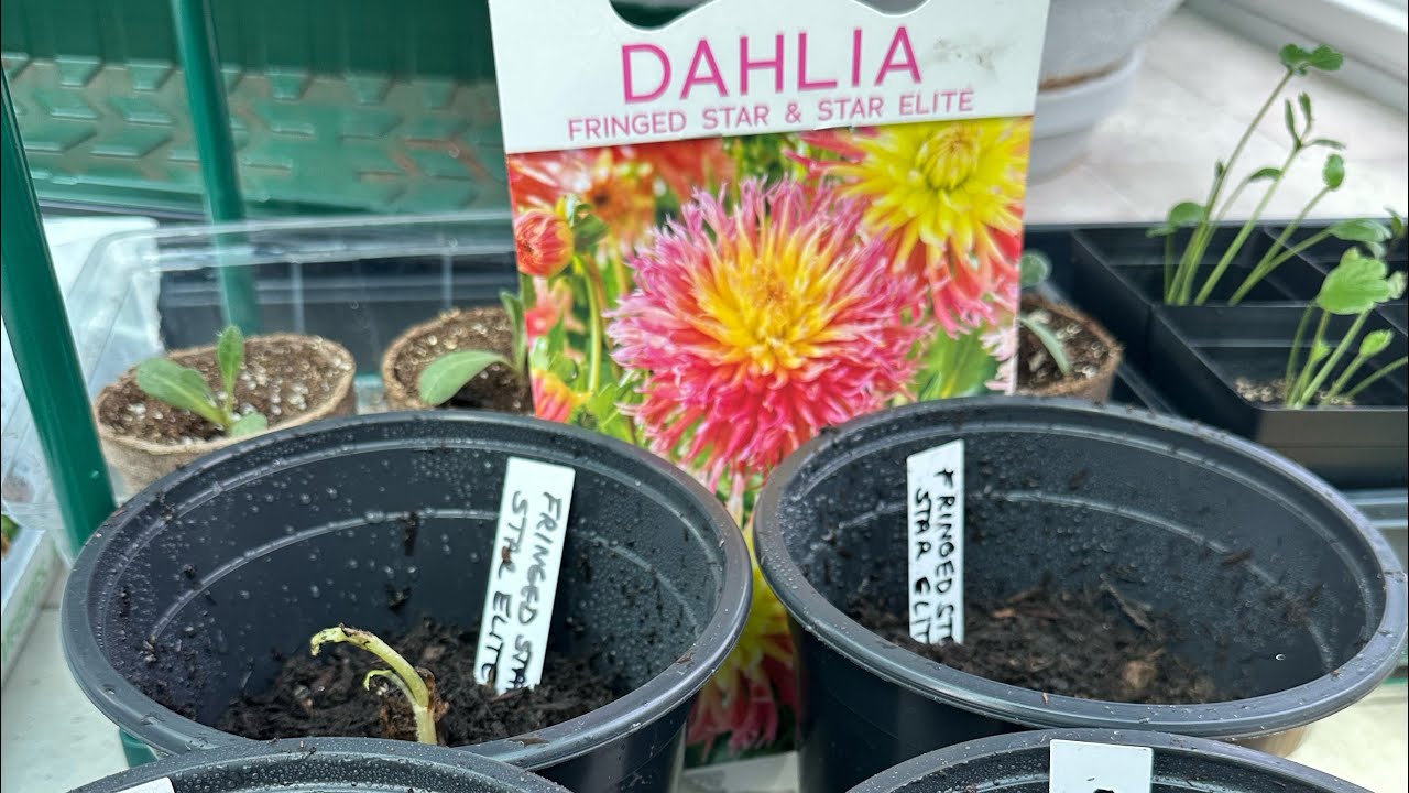 8 SECRETS TO GROWING DAHLIA IN POTS SUCCESSFULLY 🌸POTTING 9 DAHLIA