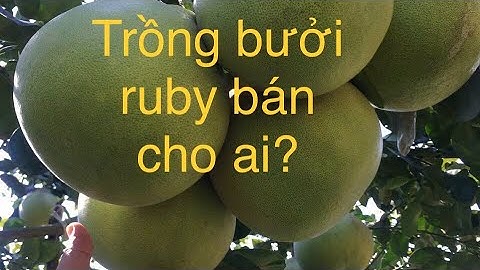 Cây giống bưởi ruby chuẩn giống-0919705120