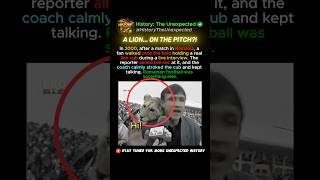 A Lion Walked Onto the Football Pitch?!