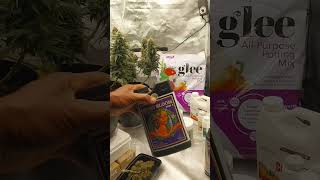 4 tips for growing big buds @ucangrow2443