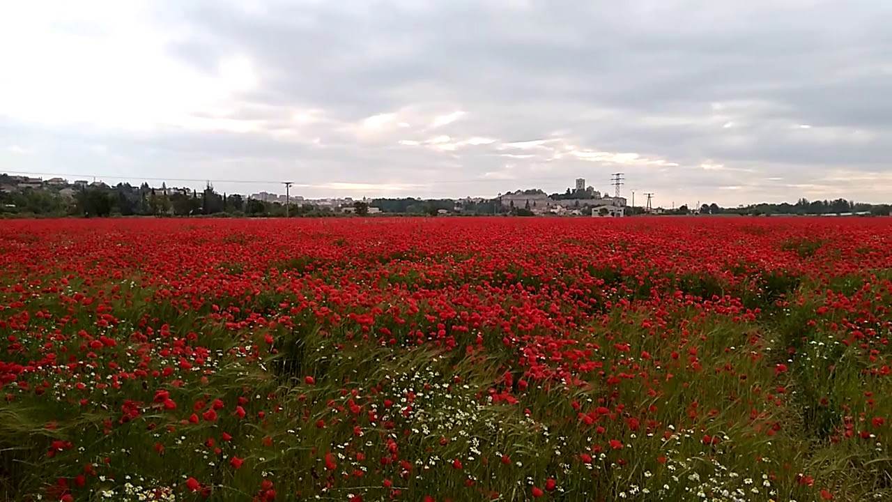 Campo de amapolas . - YouTube