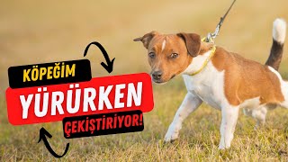 Köpeğim Yürürken Çekiştiriyor! Köpek Yürüyüş Eğitimi Nasıl Verilir? - Köpek Eğitimi Videoları