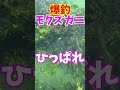 巨大モクズガニが大漁!! #shorts #釣り#モクズガニ