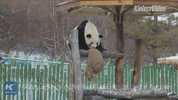 Adorable! Giant pandas play in this season